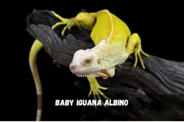 Baby Iguana Albino