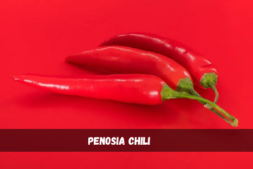 penosia chili