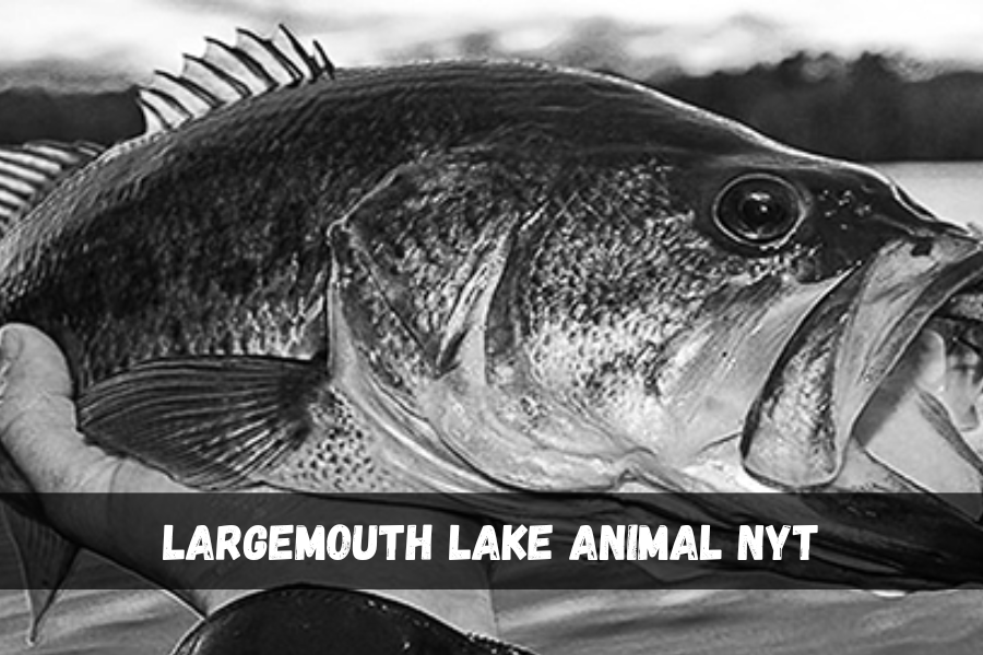 largemouth lake animal nyt