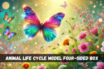 animal life cycle model four-sided box