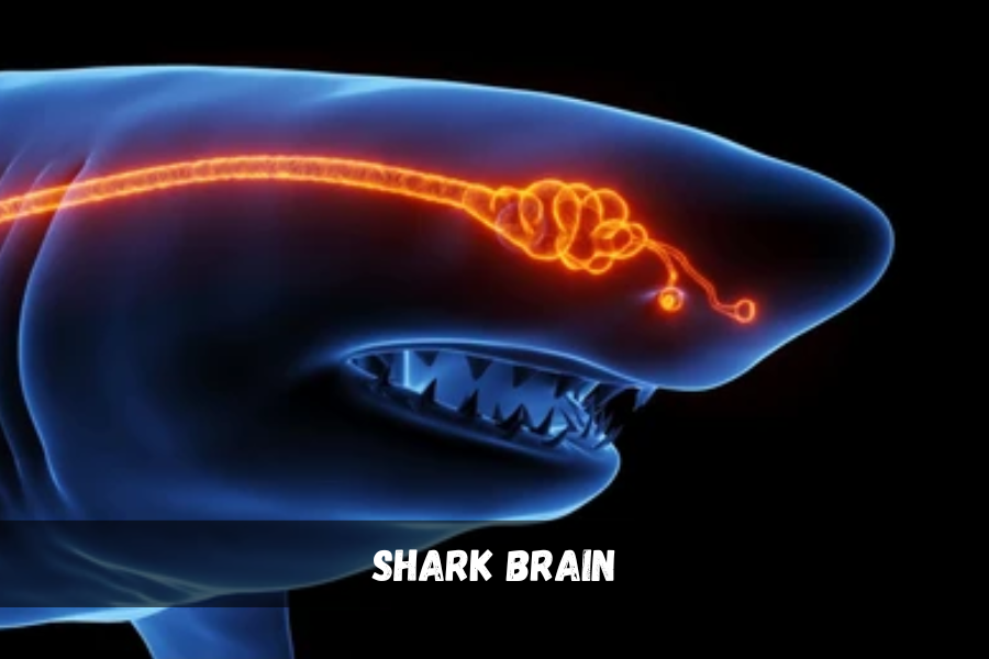 shark brain