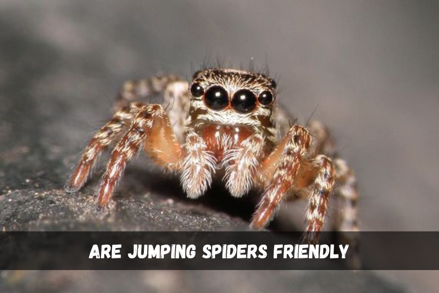 are jumping spiders friendly